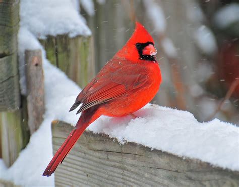 Male Northern Cardinal In The Snow Tami Hrycak Flickr