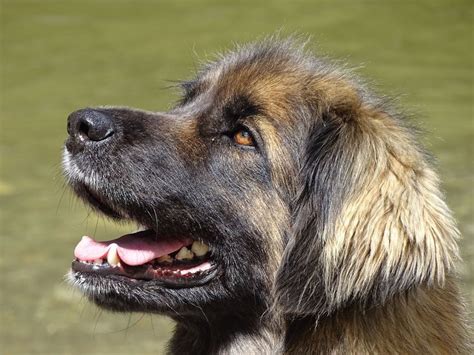 10 Less Known Working Dog Breeds In 2021 Working Dogs Breeds Large