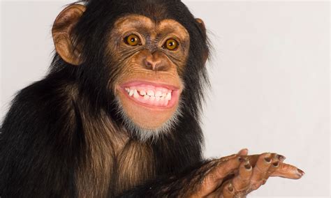 The Copyright Worrying Return Of The Monkey Selfie Open Thread