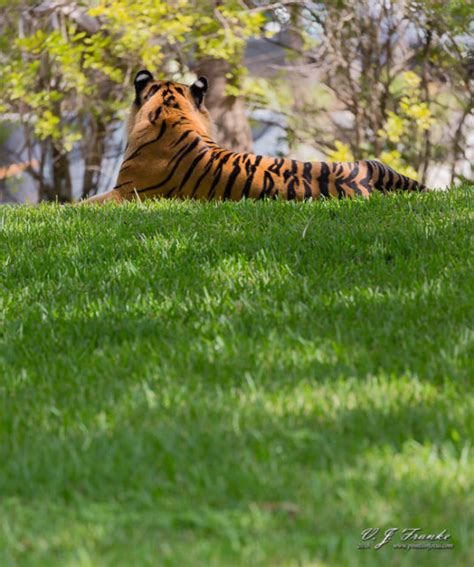 Sumatran Tigers At Zoo Miami • Points In Focus Photography