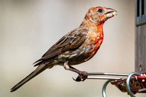 Most Common Backyard Birds In Indiana Explained Learn Bird Watching