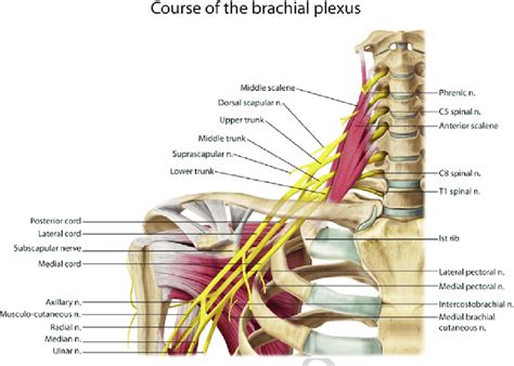 1 Brachial Plexus Anatomy Image Published Under License From