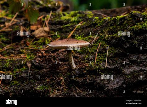 Non Edible Mushroom In The Forest On A Dead Tree Trunkshallow Depth Of