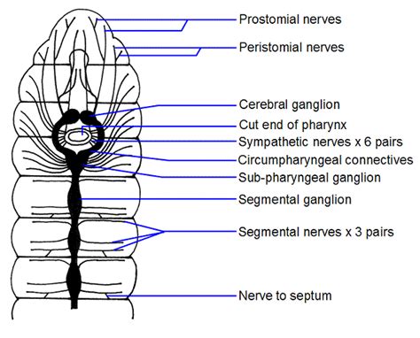 Diagram of the human nervous system (infographic). Nervous System of Earthworm