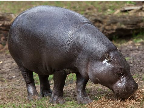 Hipopótamo Pigmeo Hábitat Y Características Mis Animales
