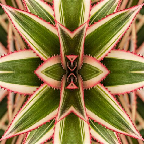 Pineapple Bromeliad Leaves Wall Art Photography