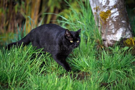 Cat On The Prowl In The Yard Stock Image Image Of Grey Light 157626391