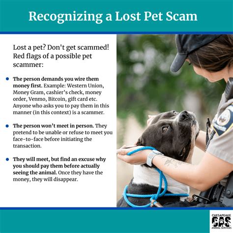 Lost A Pet Dont Fall For These Online Scams