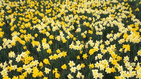 Yellow Daffodil Flower Field At Daytime Hd Wallpaper Wallpaper Flare