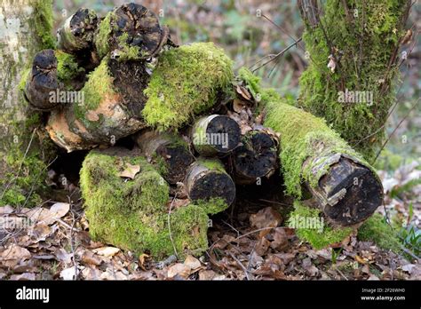 Pile Of Old Logs Covered In Moss In The Forest Stock Photo Alamy