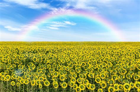 Rainbow Over The Field With Sunflowers Stock Image Image Of Green