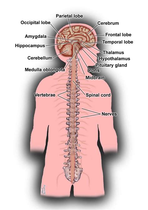 Check spelling or type a new query. Central Nervous System | ENCOGNITIVE.COM