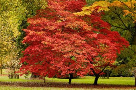 12 Fastest Growing Shade Trees For Small Yards Tree Journey
