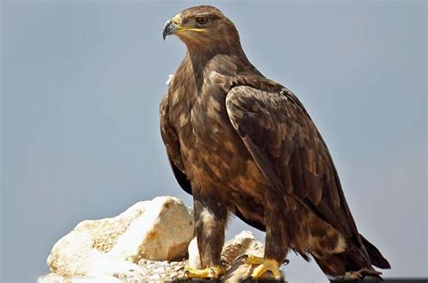 National Animal Of Egypt National Animal Types Of Eagles Animals