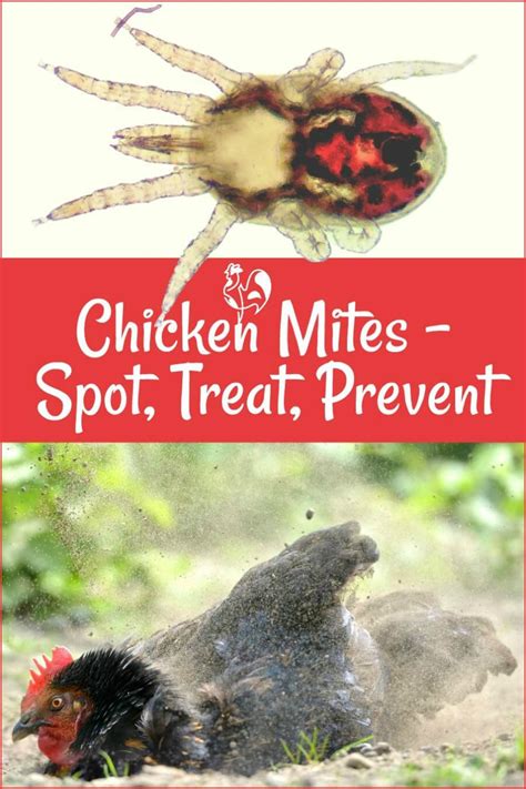 How To Treat Mites On Chickens Unugtp News