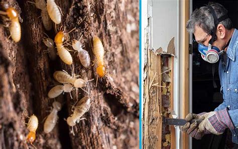 Protecting Your Home From Formosan Termites Steps For Removal And