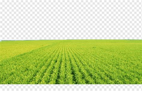 Top 63 Imagen Agriculture Background Png Thpthoanghoatham Edu Vn