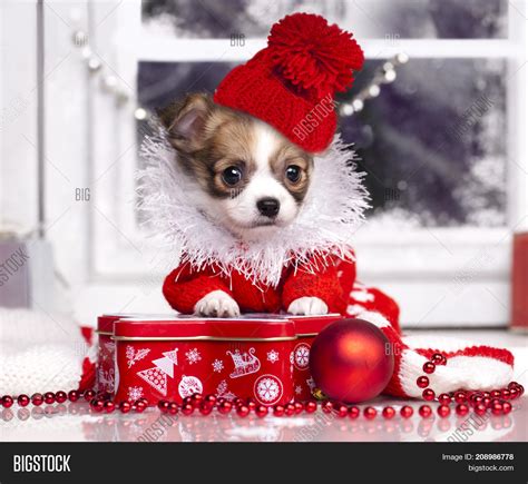 Christmas Dog Santa Image And Photo Free Trial Bigstock
