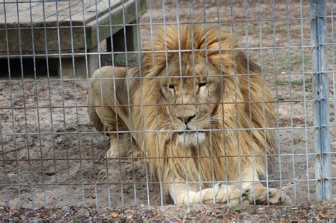 Roadside Zoos And Other Captive Animal Displays Peta