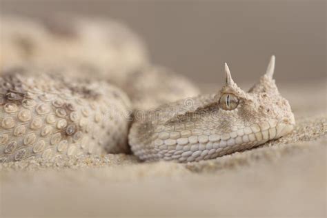 A Portrait Of A Saharan Horned Viper In The Sand Stock Photo Image Of
