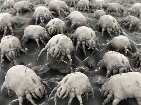 Dust Mites Atkins Gregory