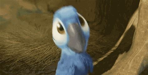 Disney Bird  Find And Share On Giphy