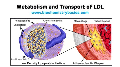 Ldl Metabolism Biochemistry Ldl Transport Ldl Cholesterol Uptake