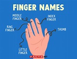 Names of Each Finger and How They Came About - Facts.net