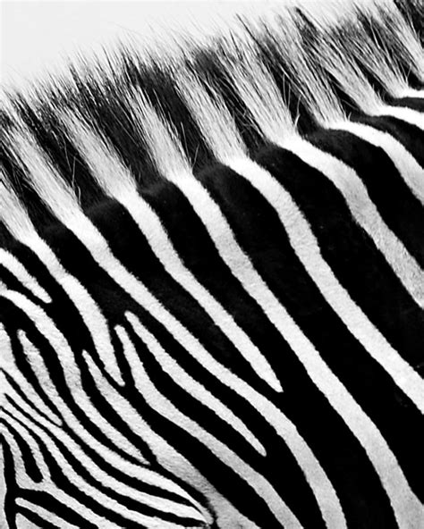 Zebra Design Photograph By Marion Mccristall Fine Art America