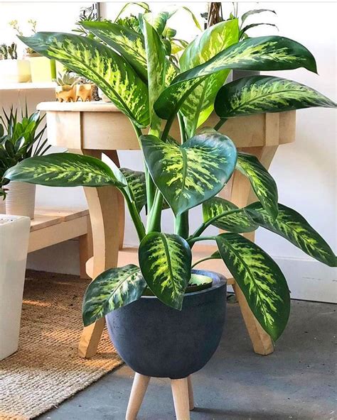 60 Beautiful Indoor Plants Design In Your Interior Home