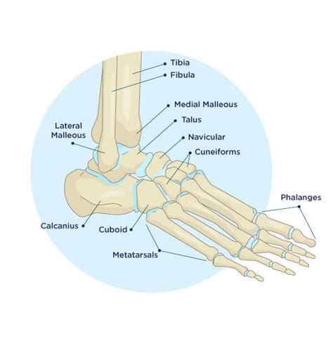 Diagram Anatomical Foot Diagram Mydiagramonline
