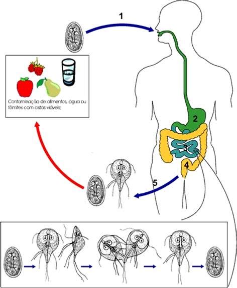 T Cnico Em An Lises Clinica Ciclo Da Giardia