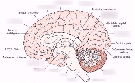 Midsagittal View Of The Brain Diagram Quizlet