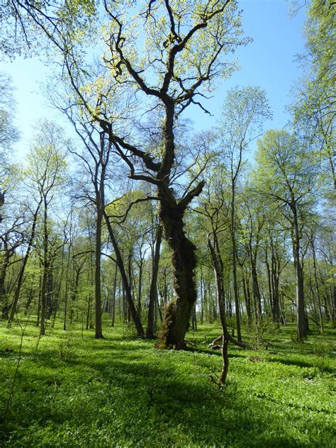 Kostenlose Foto Baum Natur Wald Gras Ast Wiese Sonnenlicht