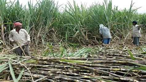 Sugarcane Farming In Uttar Pradesh Goes Smarter Over 44 Lakh Farmers Download E Sugarcane App