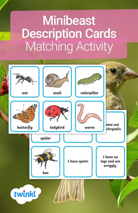 Minibeast Description Cards Matching Activity Reading Comprehension