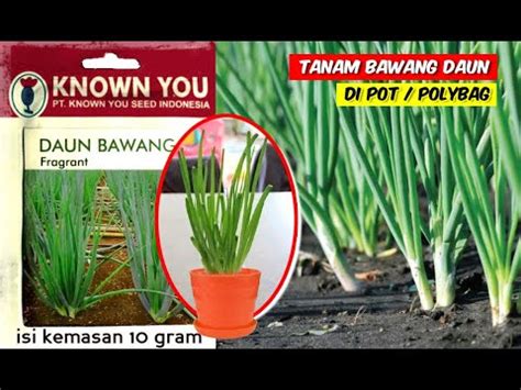 Daun bawang memiliki bentuk yang panjang dan berwarna hijau tua di ujungnya, sedangkan batangnya berwarna hijau muda dengan tekstur sedikit keras. 4 Cara Praktis Menanam Daun Bawang di POT - YouTube