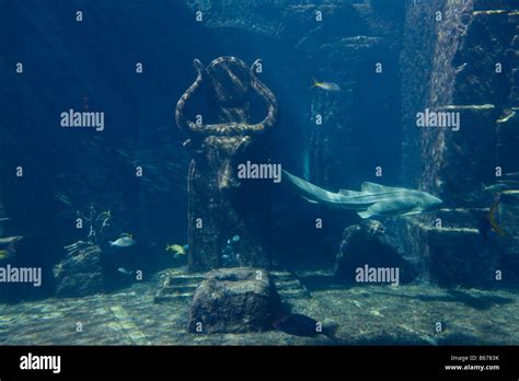 Bahamas Paradise Island Nassau Aquarium Inside Atlantis Resort Stock