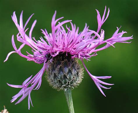 Greater Knapweed Centaurea Scabiosa Grote Centaurie Greater The