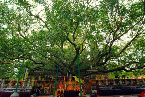 Ficus Religiosa Vancouver Island Grows