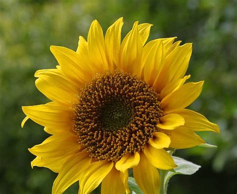 Bunga matahari atau biasa disebut sunflower tidak hanya memiliki bentuk mirip dengan matahari, tetapi pertumbuhannya juga sangat bergantung pada intensitas sinar matahari. Terbaru 26+ Bunga Matahari Nama Latin - Gambar Bunga Indah