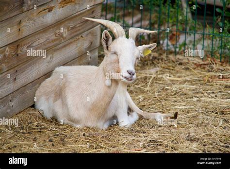 Horned Beige Goat Sitting In The Hay Stock Photo Alamy