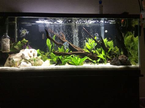 Photo 1 55 Gallon Planted Angel Fish Tank