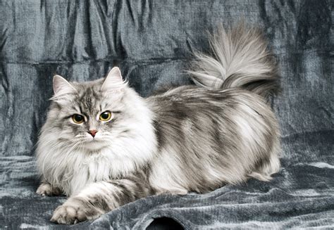 Cats — Siberian Beauty Cattery Maine Coon Siberian Cat Hypoallergenic