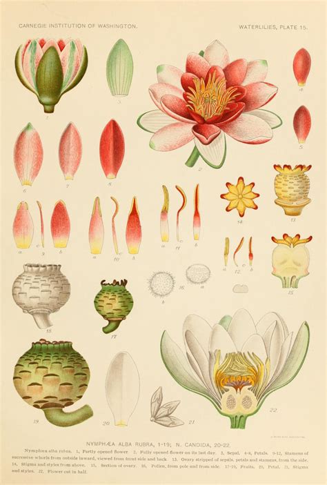 The Waterlilies Biodiversity Heritage Library Botanical Drawings