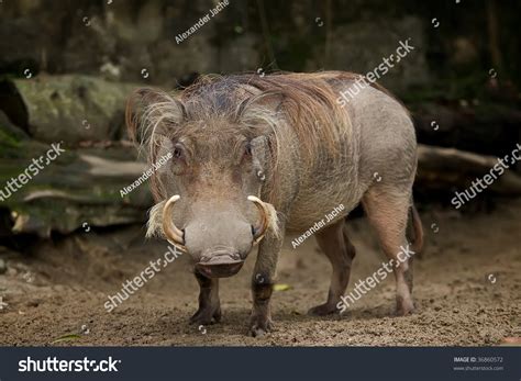 783 Desert Warthog Stock Photos Images And Photography Shutterstock