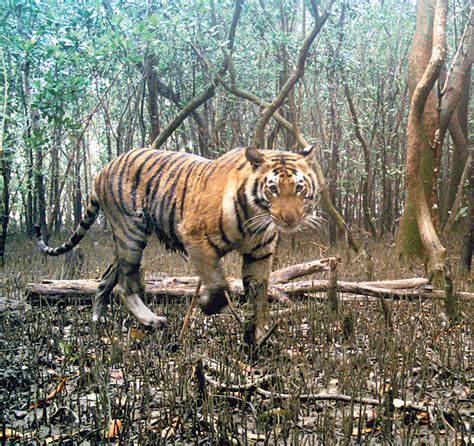Sunderbans Tiger Reserve Sunderbans Tiger Count Up By In Four