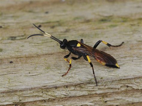Ichneumon Stramentor Female Ichneumonidae One Of The Few I Flickr