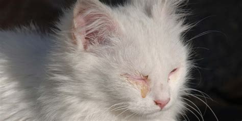 Mengapa mata berair (watery eyes) tak berhenti dan bagaimana untuk menghentikannya? 5 penyebab mata kucing belekan dan tertutup • Goldenmaze