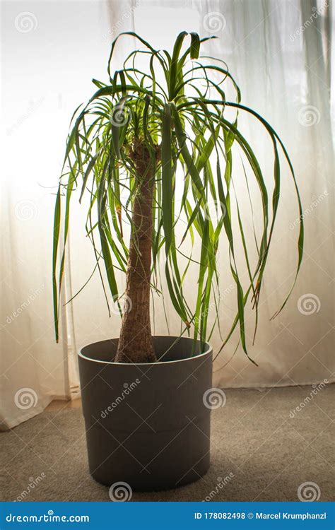 Indoor Dragon Palm Tree Stock Photo Image Of Palm Flower 178082498